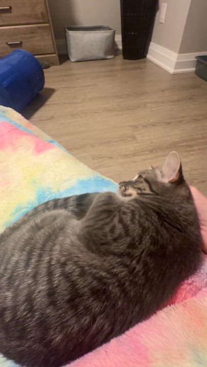 Enlarge Shadow, a Adoptable mixed breed in St Catharines, ON video 2/5