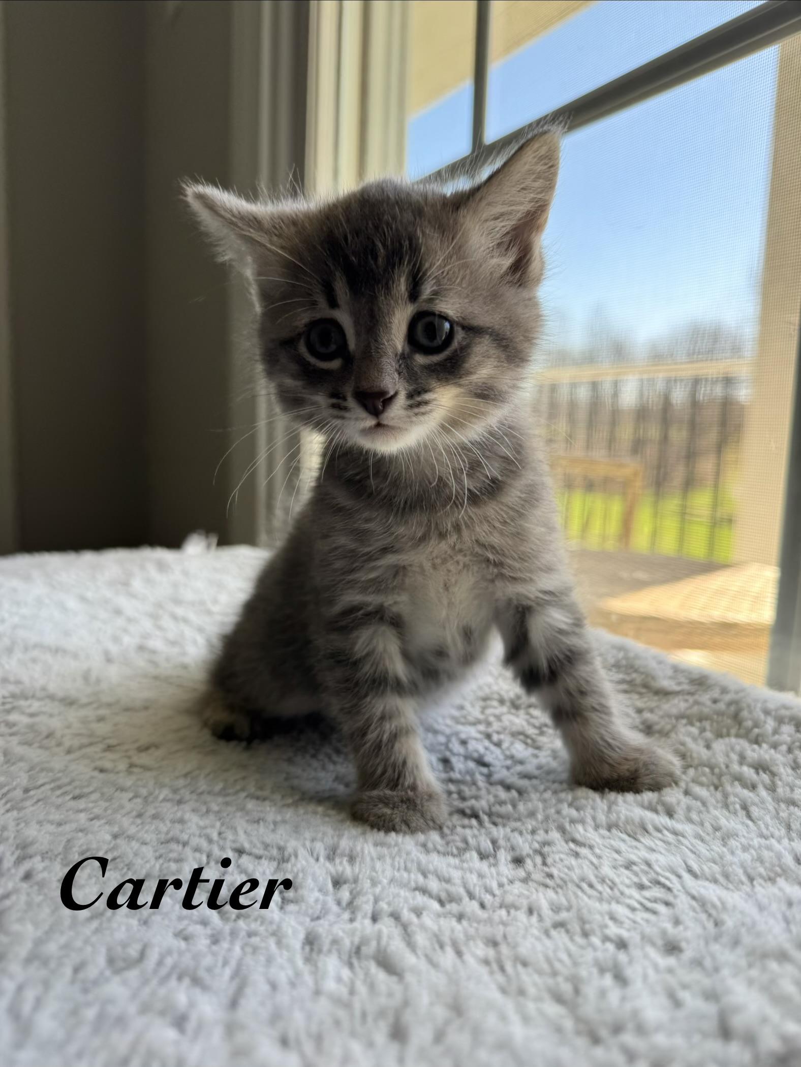 Cartier, an adoptable mixed breed in Murphysboro, IL image 2/5