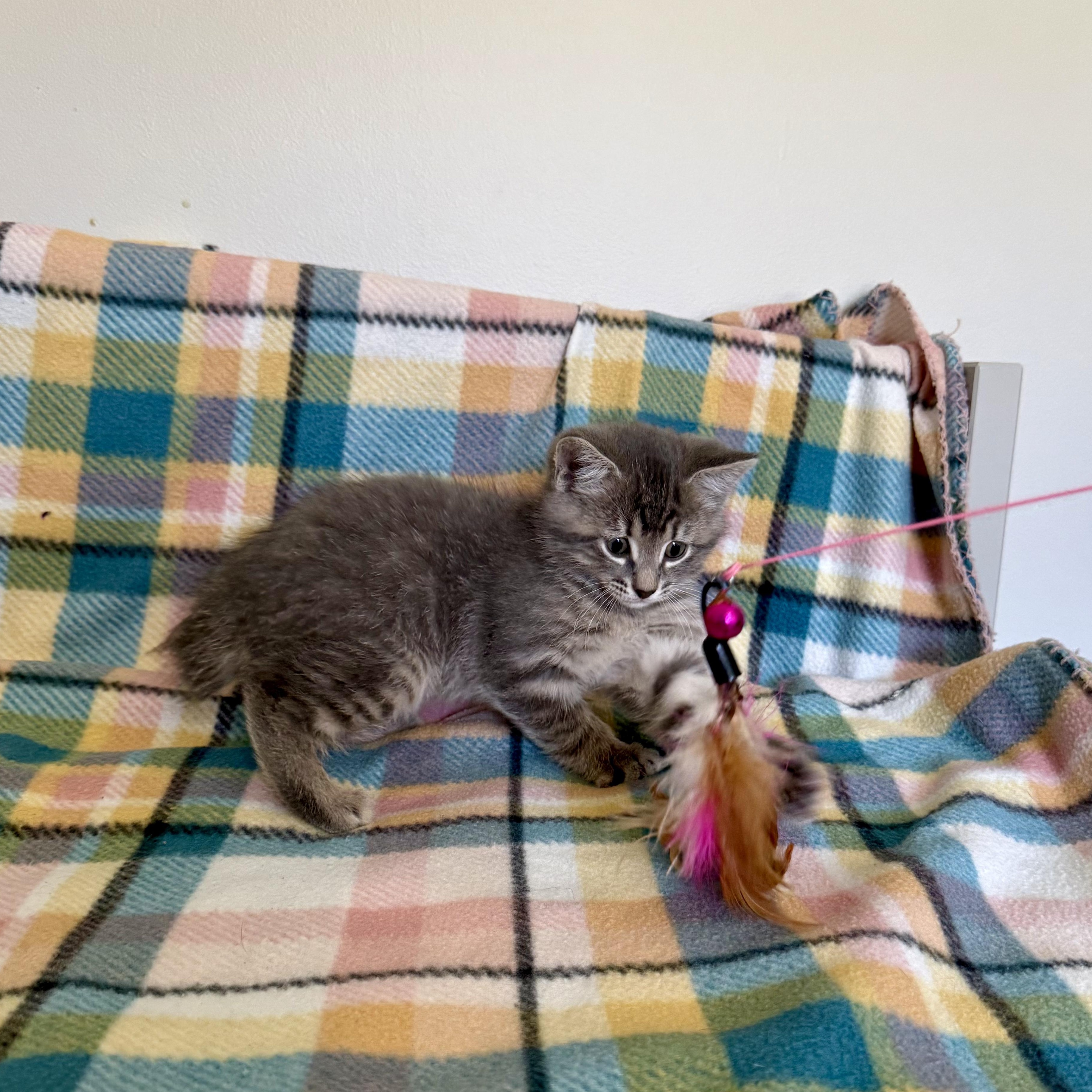 Cartier, an adoptable mixed breed in Murphysboro, IL image 3/5