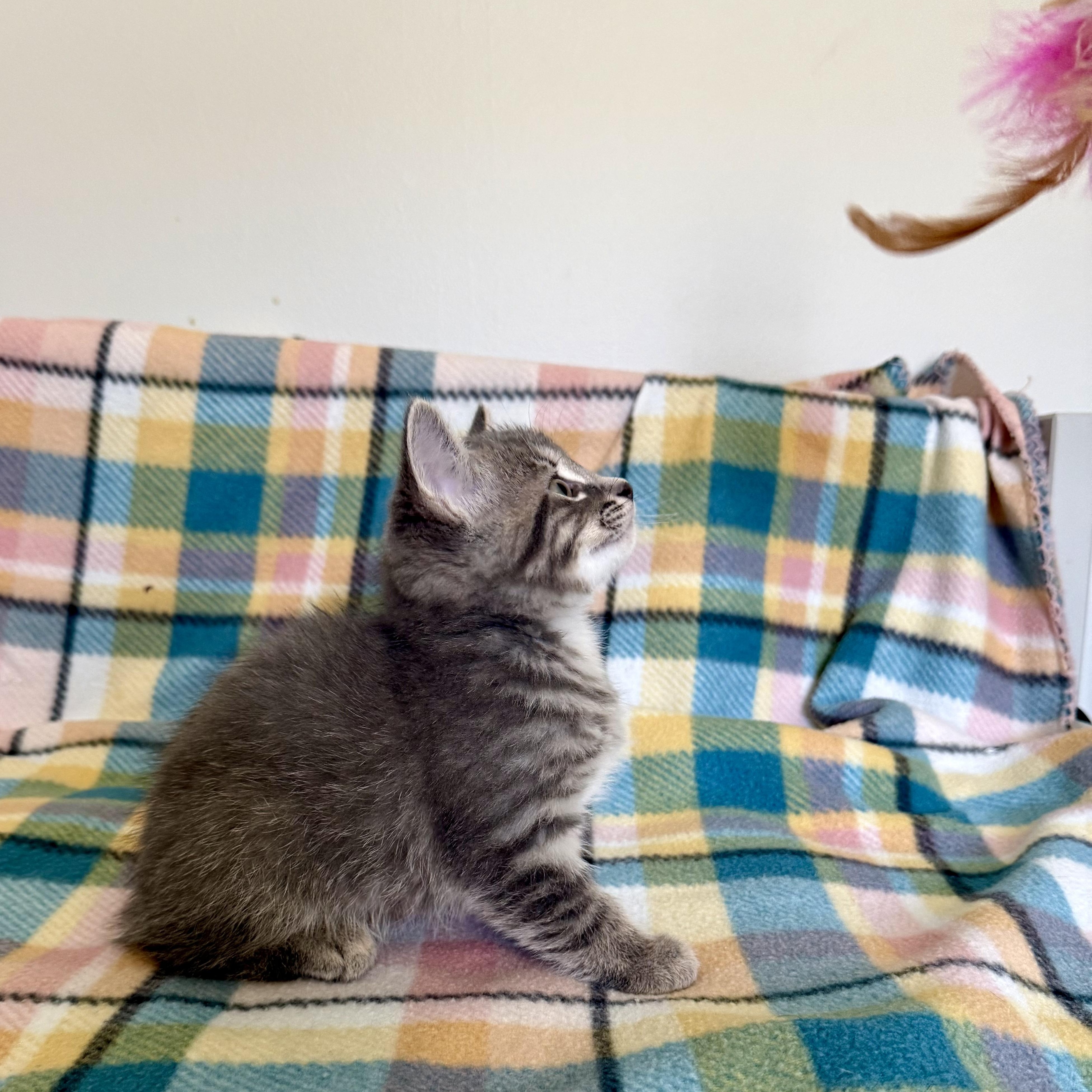 Cartier, an adoptable mixed breed in Murphysboro, IL image 5/5