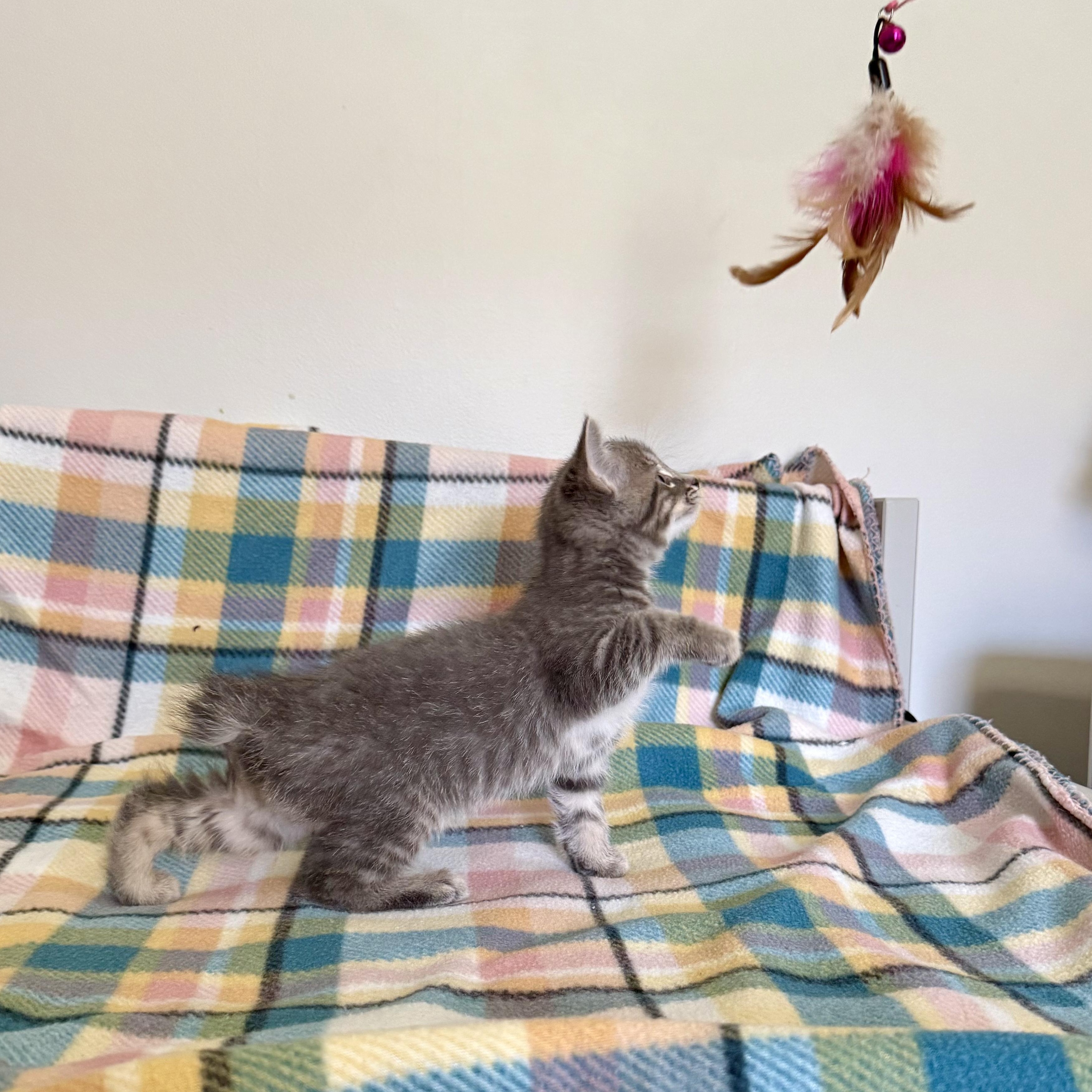 Cartier, an adoptable mixed breed in Murphysboro, IL image 4/5