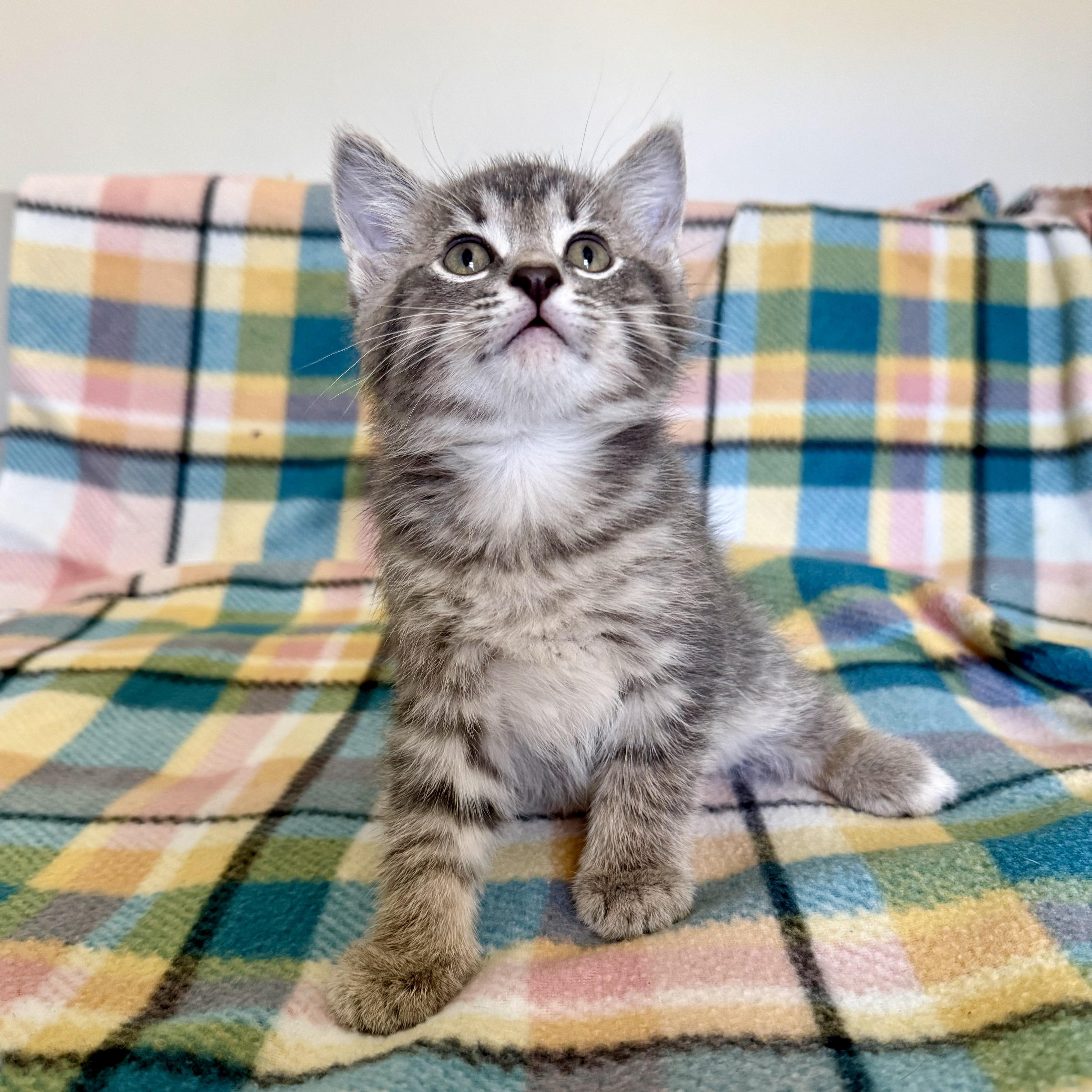 Cartier, an adoptable mixed breed in Murphysboro, IL image 1/5