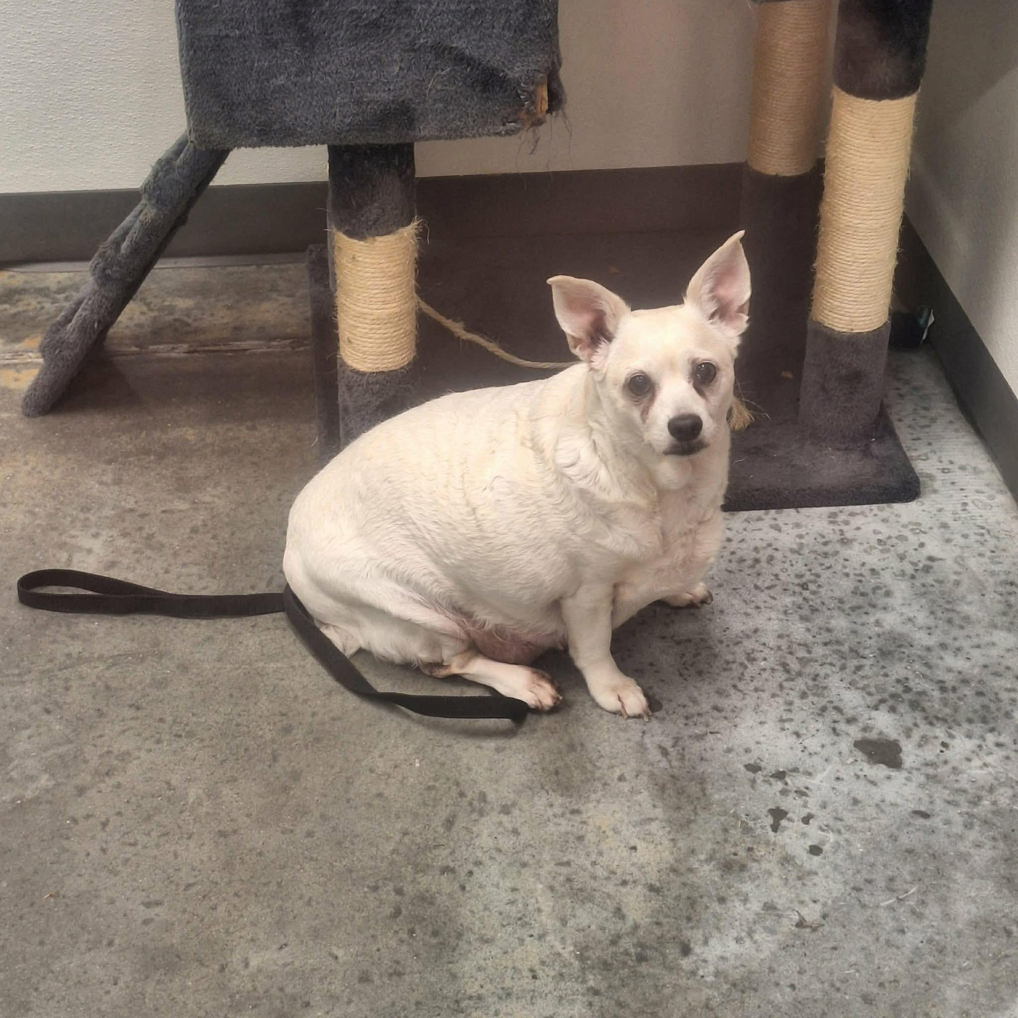 Enlarge Dixie, a ADOPTABLE mixed breed in Elkton, MD image 2/3