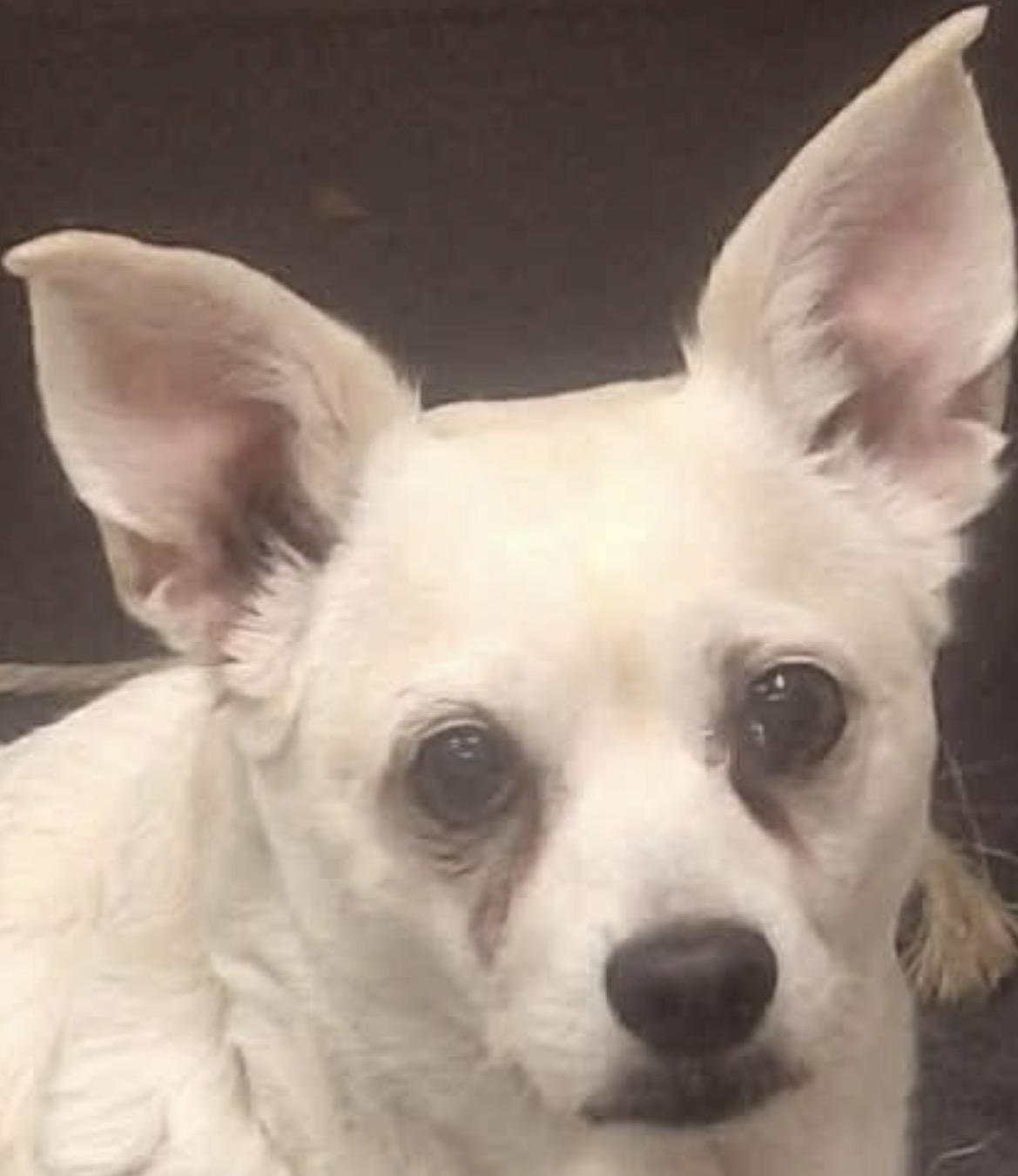 Enlarge Dixie, a ADOPTABLE mixed breed in Elkton, MD image 1/3