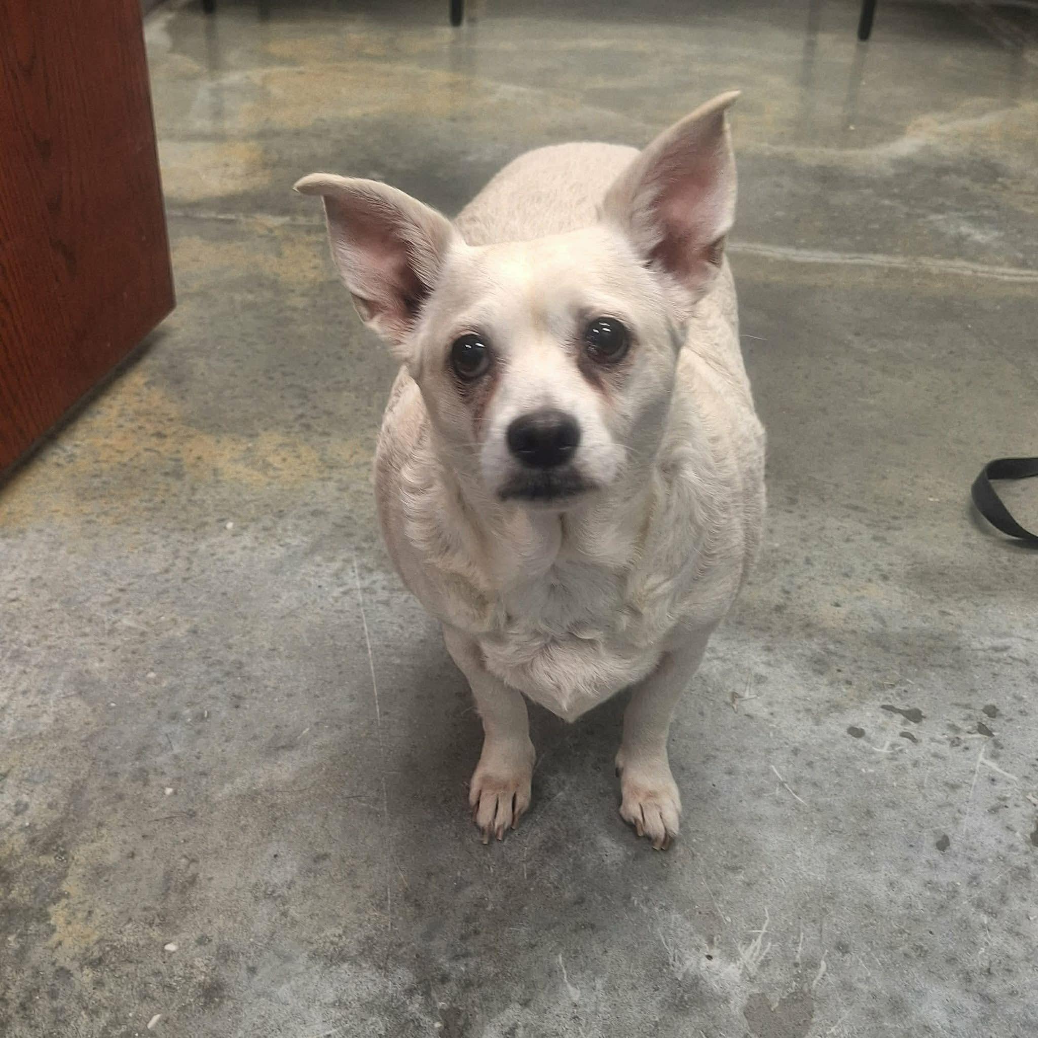 Enlarge Dixie, a ADOPTABLE mixed breed in Elkton, MD image 3/3