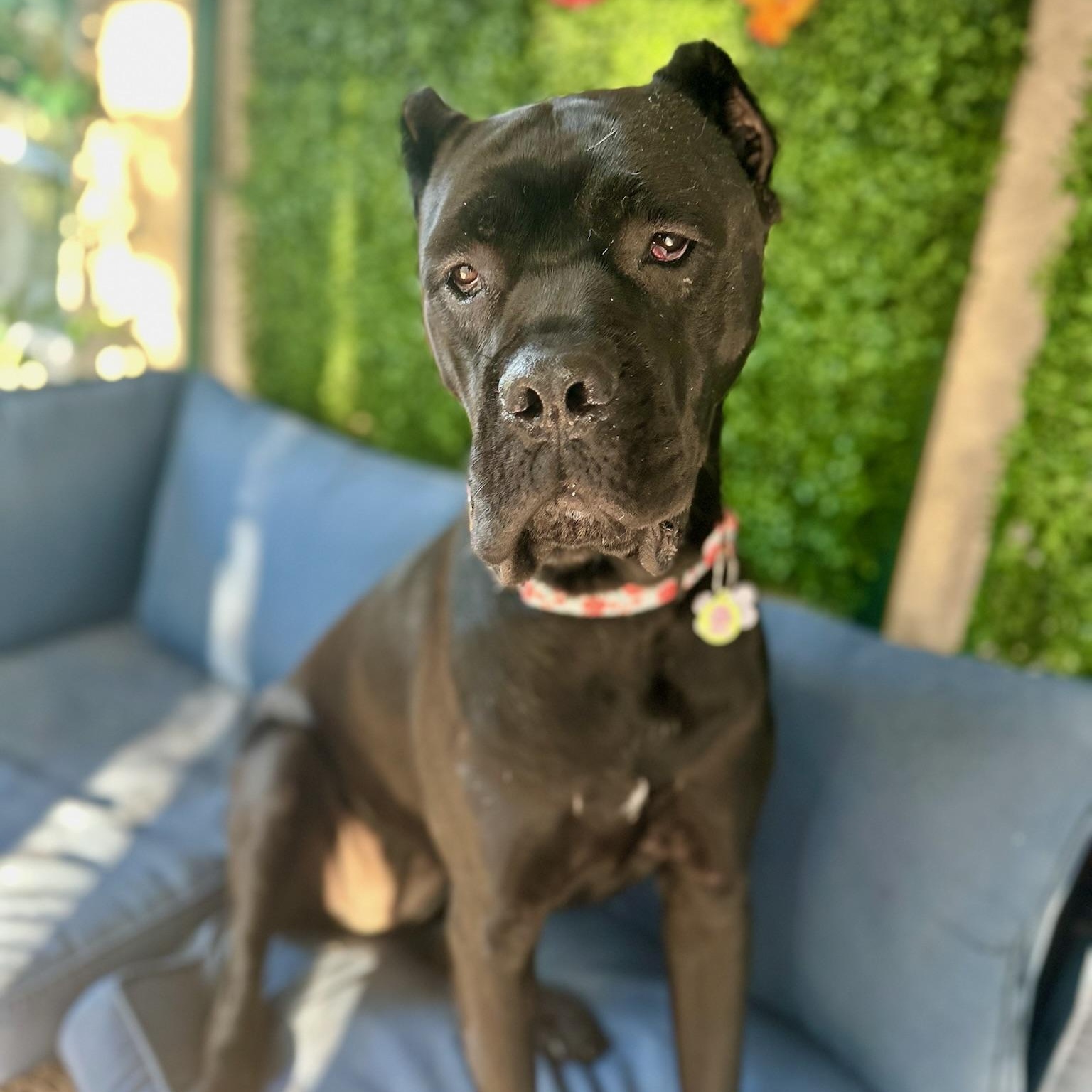 Cleo, an adoptable Cane Corso in Citrus Heights, CA, 95610 | Photo Image 1