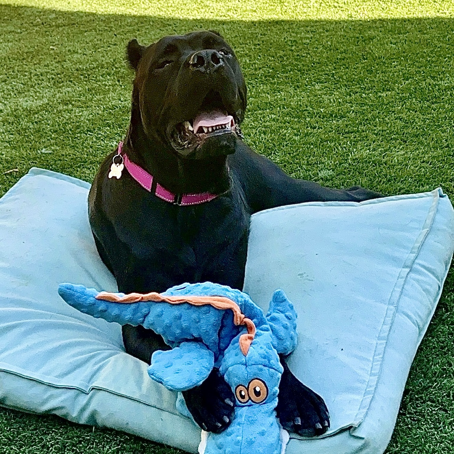 Cleo, an adoptable Cane Corso in Citrus Heights, CA, 95610 | Photo Image 4