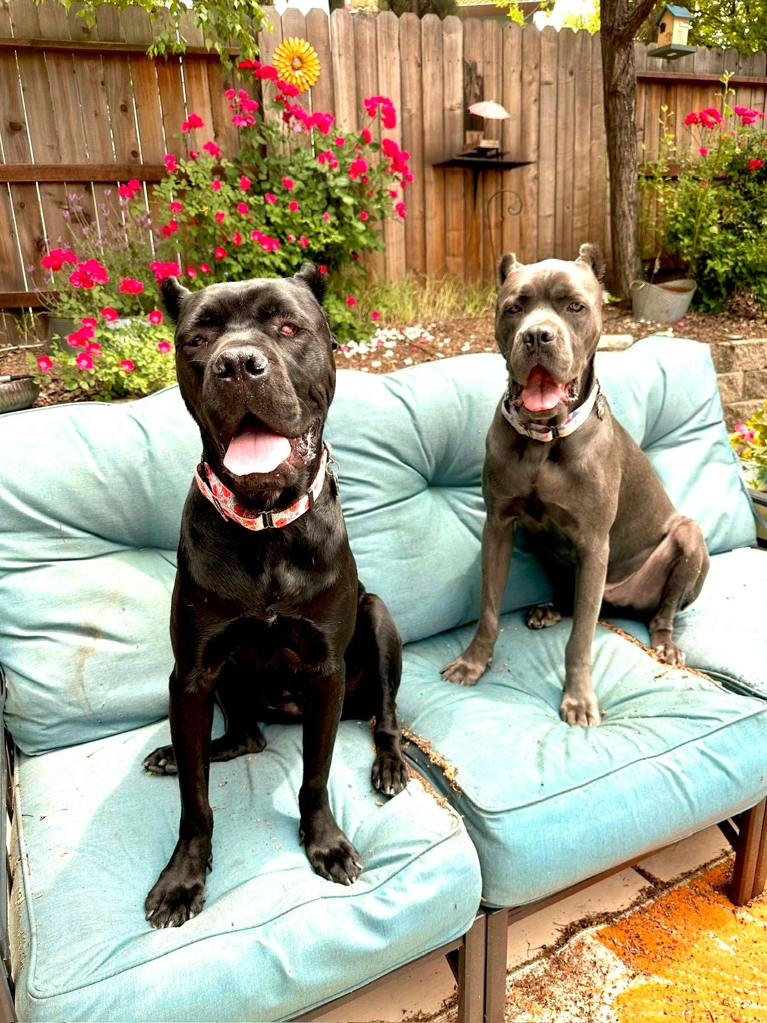 Cleo, an adoptable Cane Corso in Citrus Heights, CA, 95610 | Photo Image 3