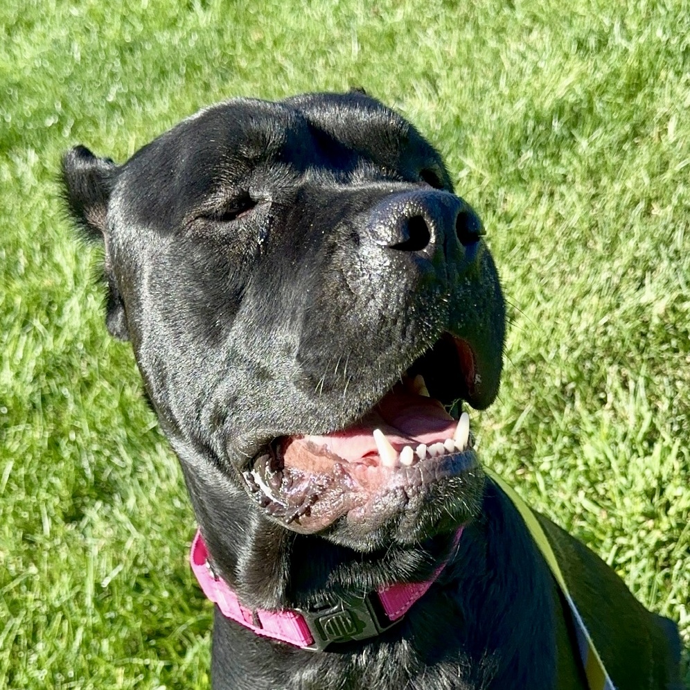 Cleo, an adoptable Cane Corso in Citrus Heights, CA, 95610 | Photo Image 2