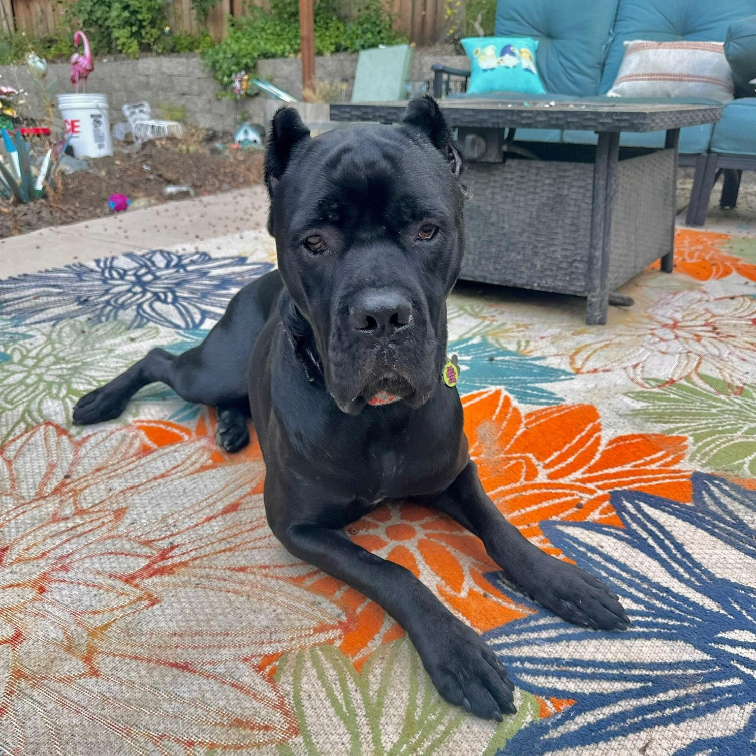 Cleo, an adoptable Cane Corso in Citrus Heights, CA, 95610 | Photo Image 5