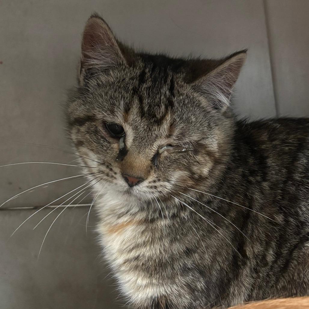 Mystery Crumb, Adoptable, Kitten Female Domestic Short Hair.