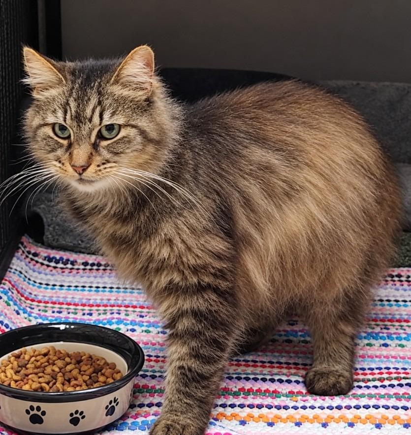 Kit Kat, Adoptable, Senior Female Domestic Long Hair.