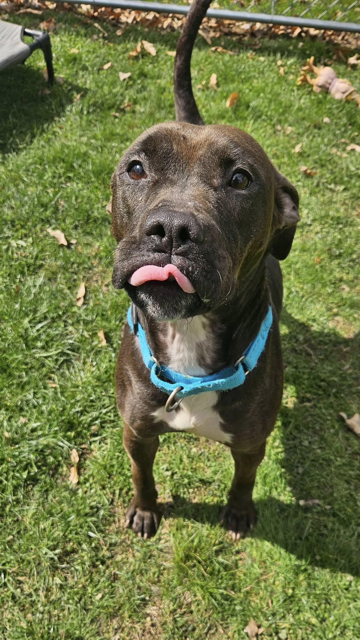 Livvy, a Adoptable mixed breed in New Castle, PA image 1/6