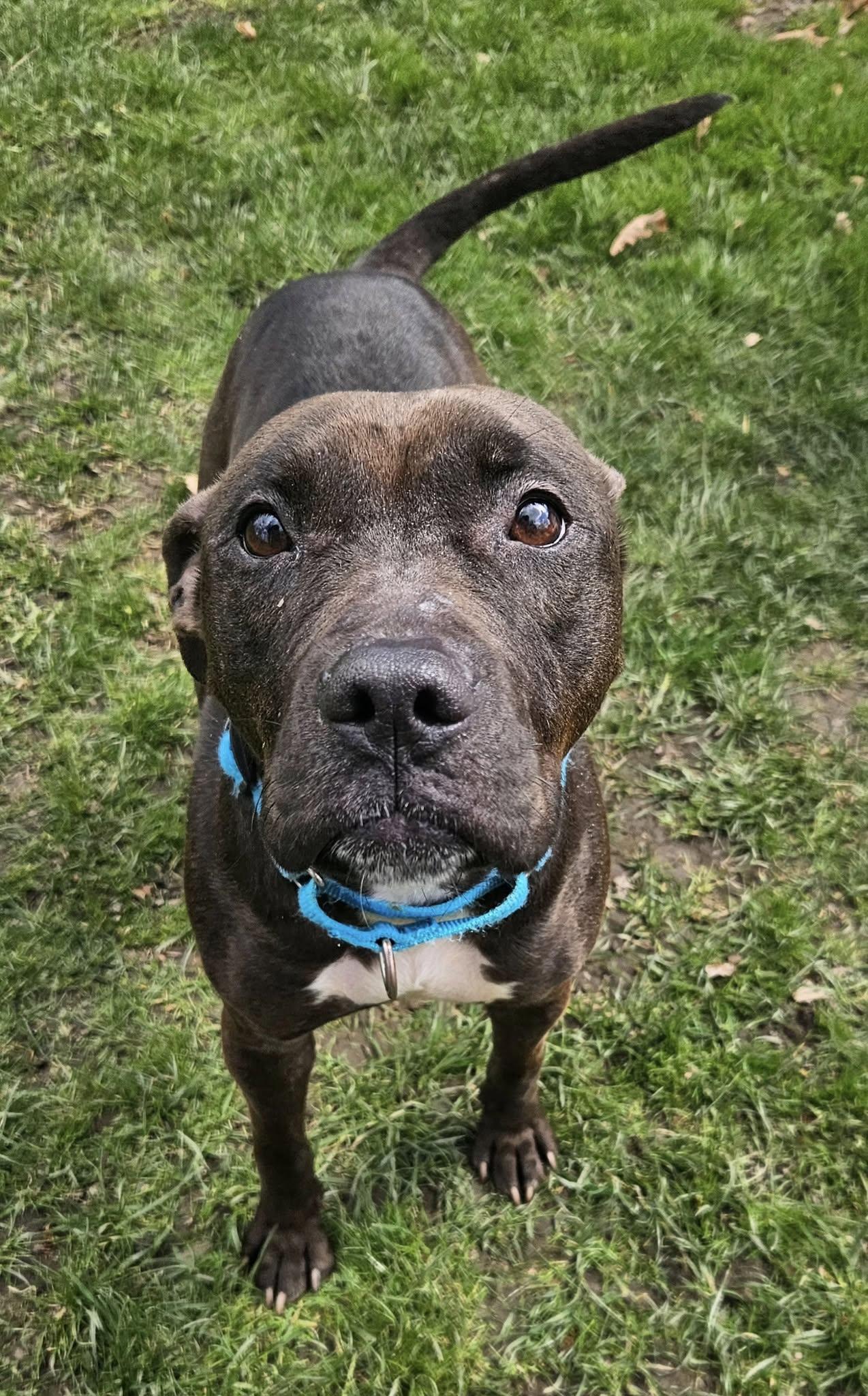 Livvy, a Adoptable mixed breed in New Castle, PA image 2/6