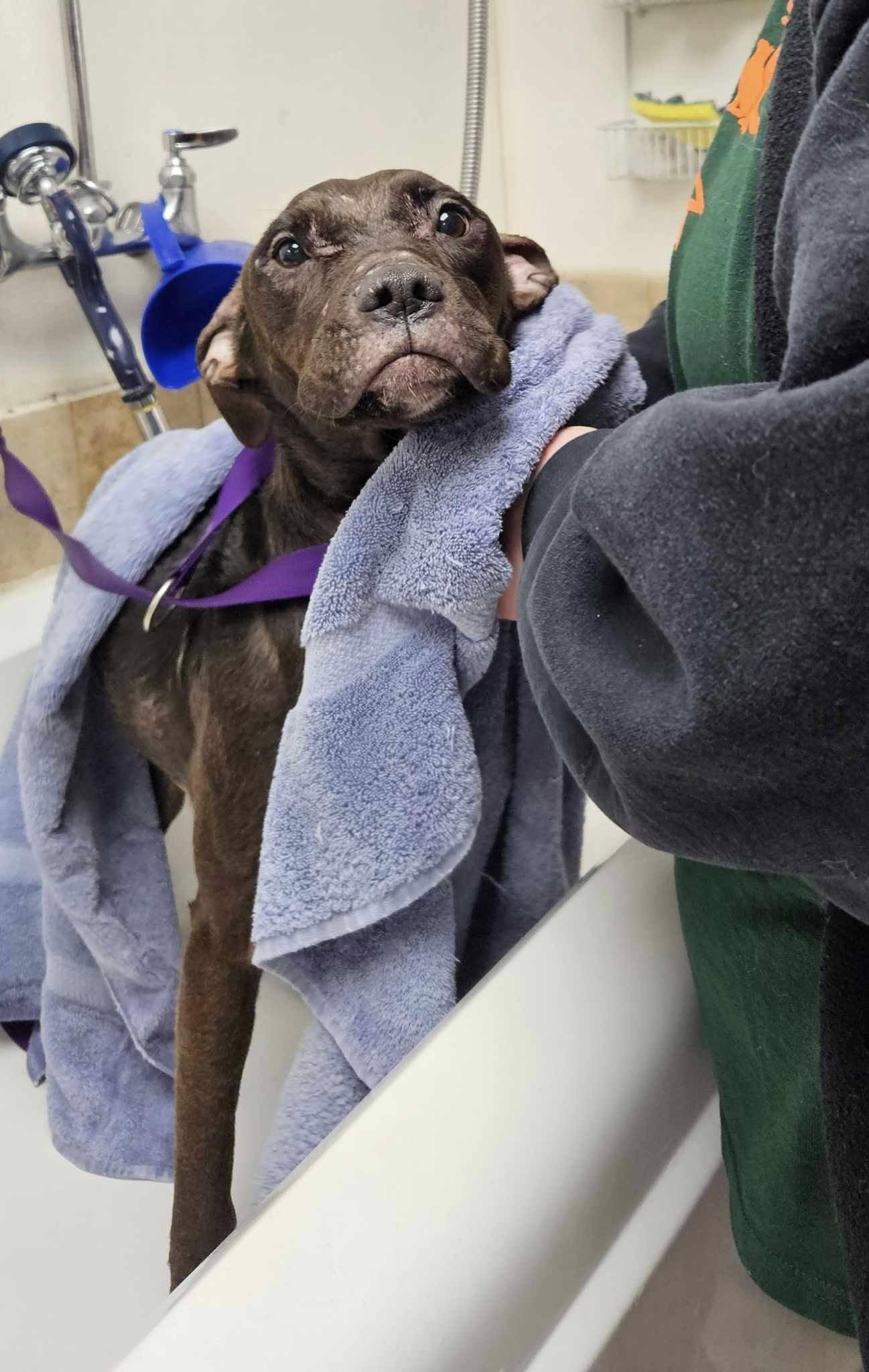 Livvy, a Adoptable mixed breed in New Castle, PA image 3/6