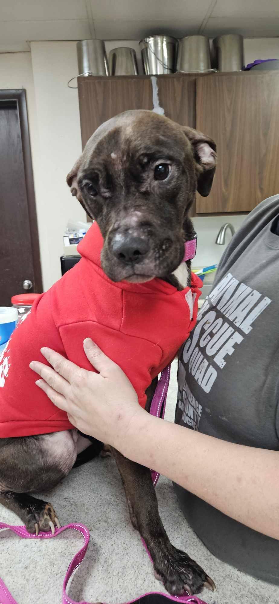 Livvy, Adoptable, Adult Female Pit Bull Terrier.