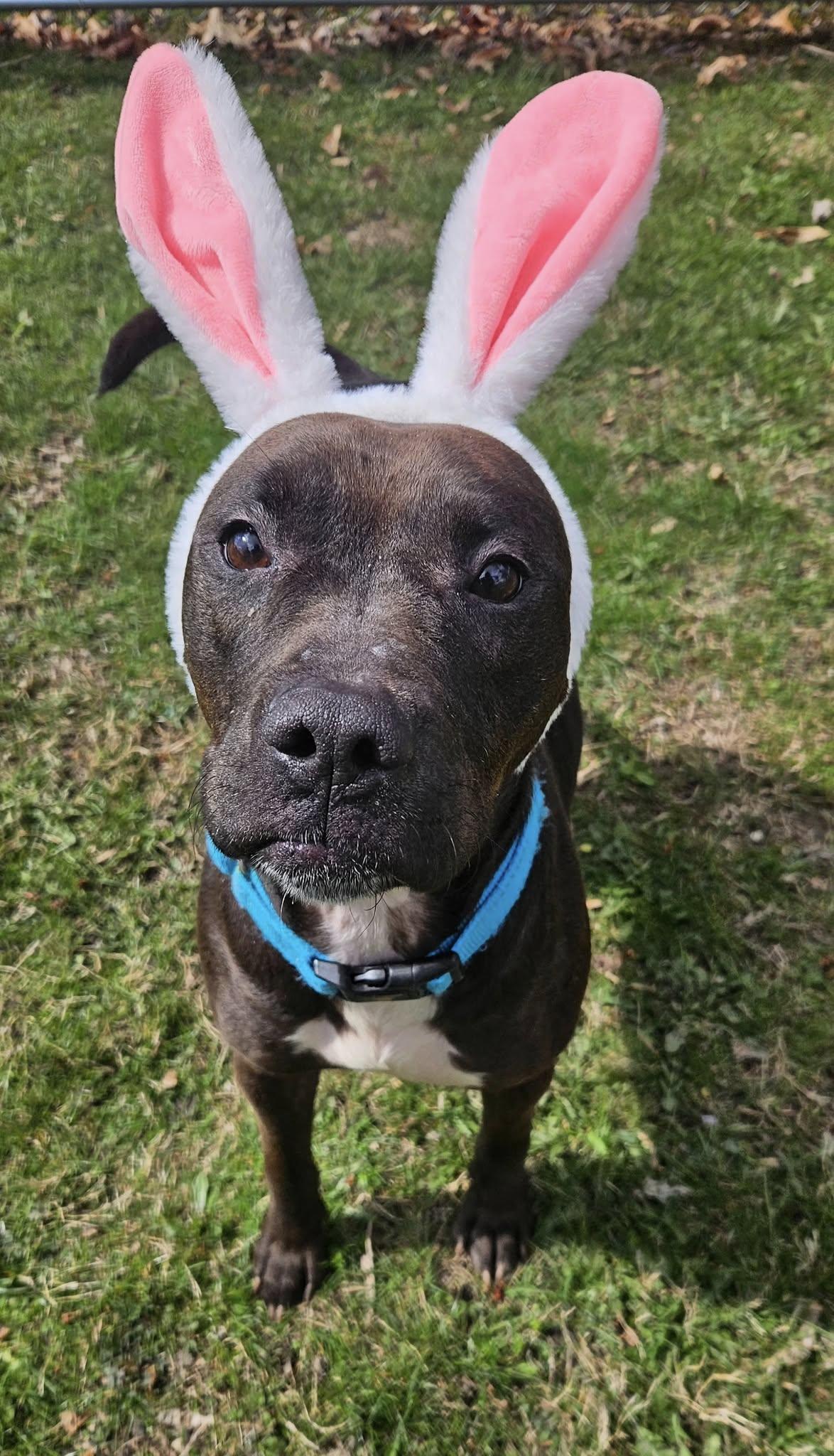 Livvy, a Adoptable mixed breed in New Castle, PA image 5/6