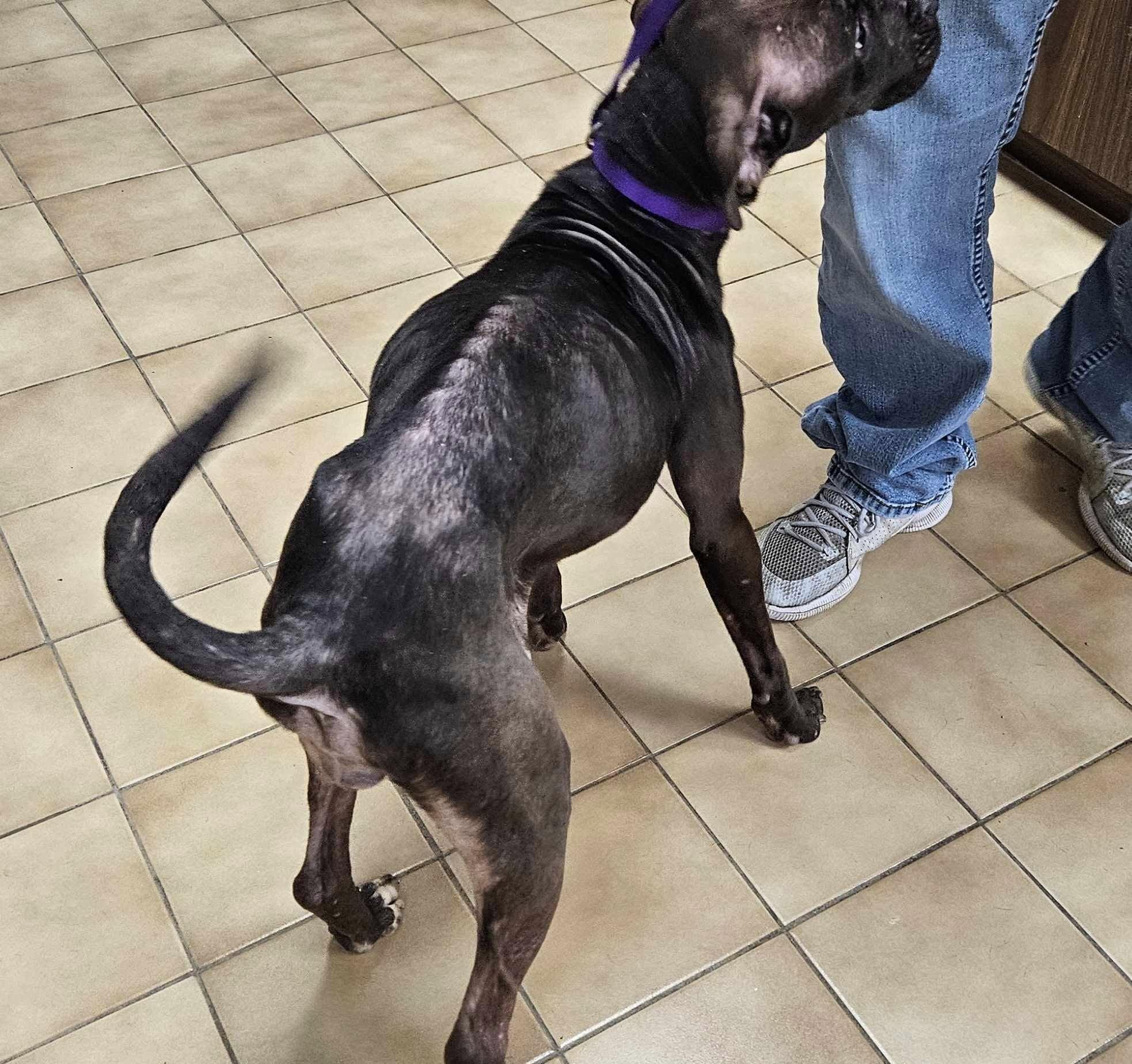 Livvy, a Adoptable mixed breed in New Castle, PA image 6/6