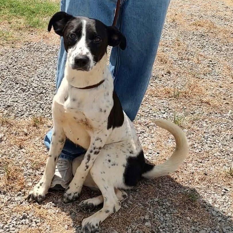 Willadeene, Adoptable, Young Female Great Pyrenees & Labrador Retriever.