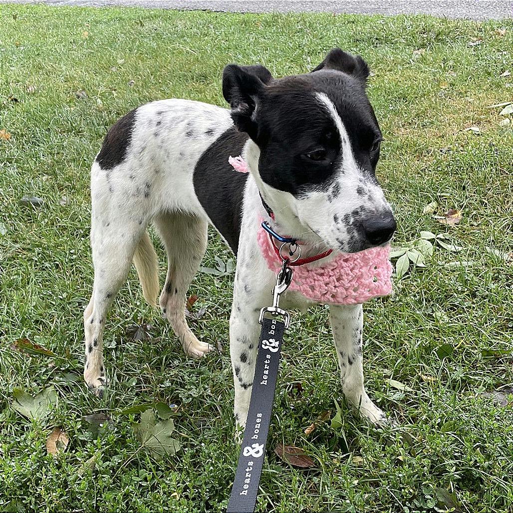 Enlarge Willadeene, a Adoptable mixed breed in Brooklyn, NY image 2/3