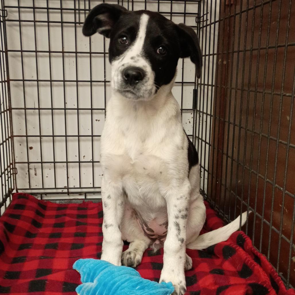 Enlarge Willadeene, a Adoptable mixed breed in Brooklyn, NY image 3/3