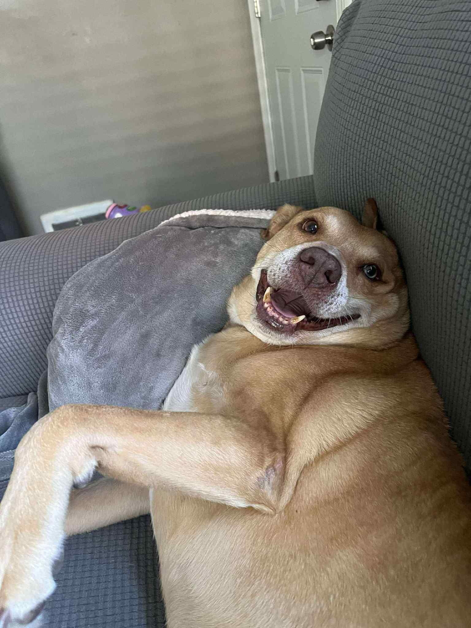 Allie, a Adoptable mixed breed in Geneseo , IL image 2/6