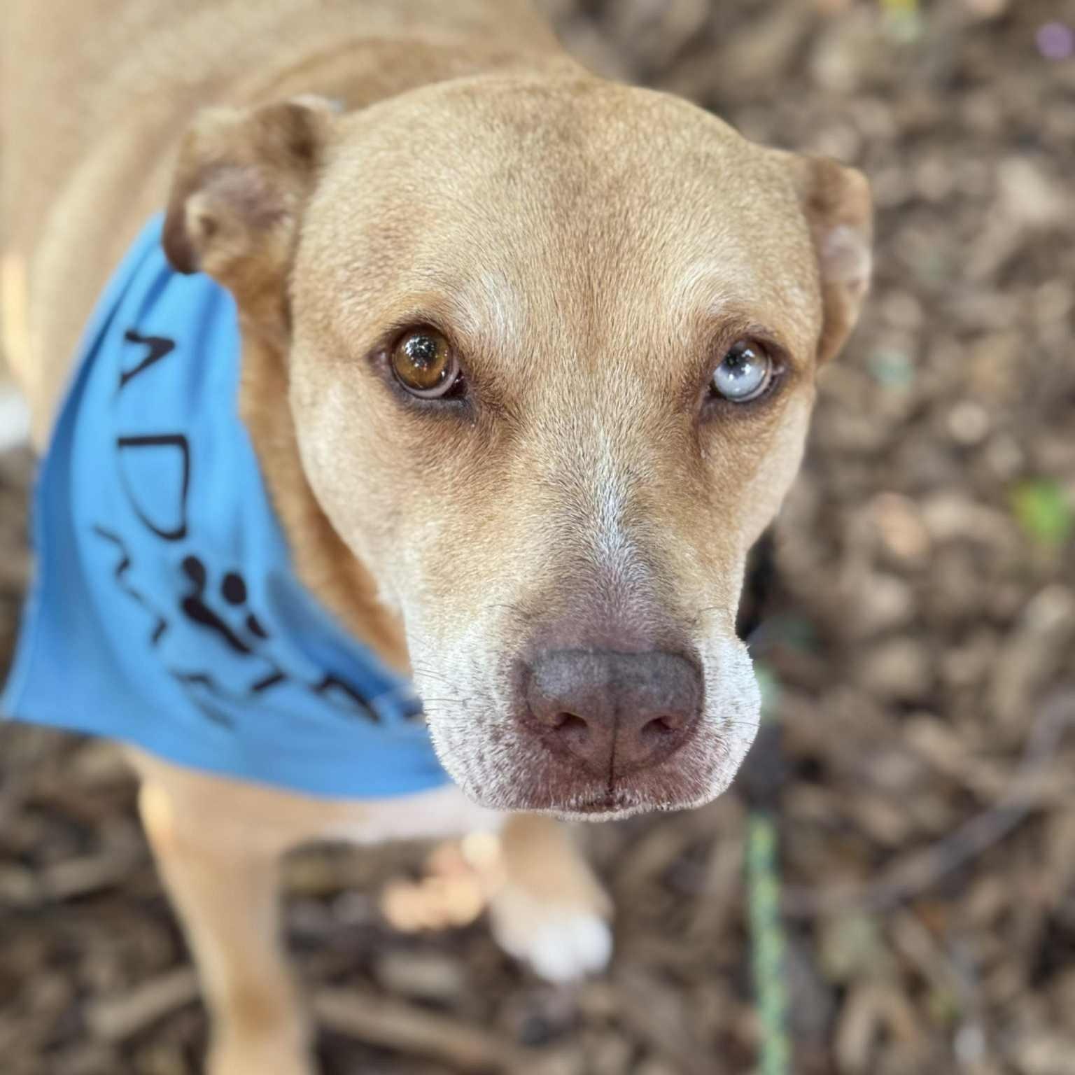 Allie, a Adoptable mixed breed in Geneseo , IL image 3/6