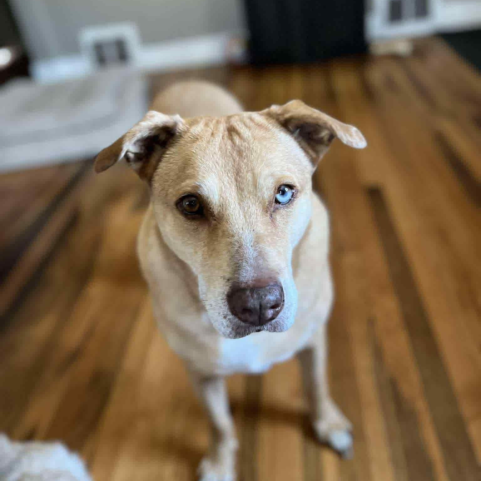 Allie, a Adoptable mixed breed in Geneseo , IL image 6/6