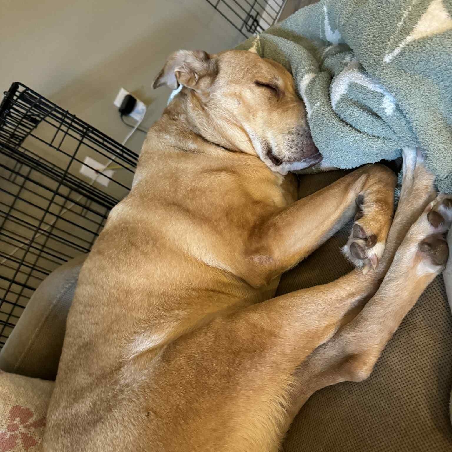 Allie, a Adoptable mixed breed in Geneseo , IL image 5/6