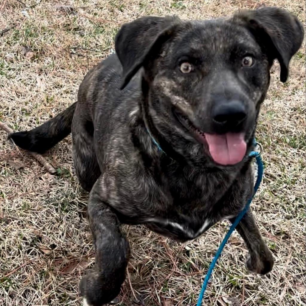 Enlarge Merrie, a Adoptable mixed breed in Fargo, ND image 4/6