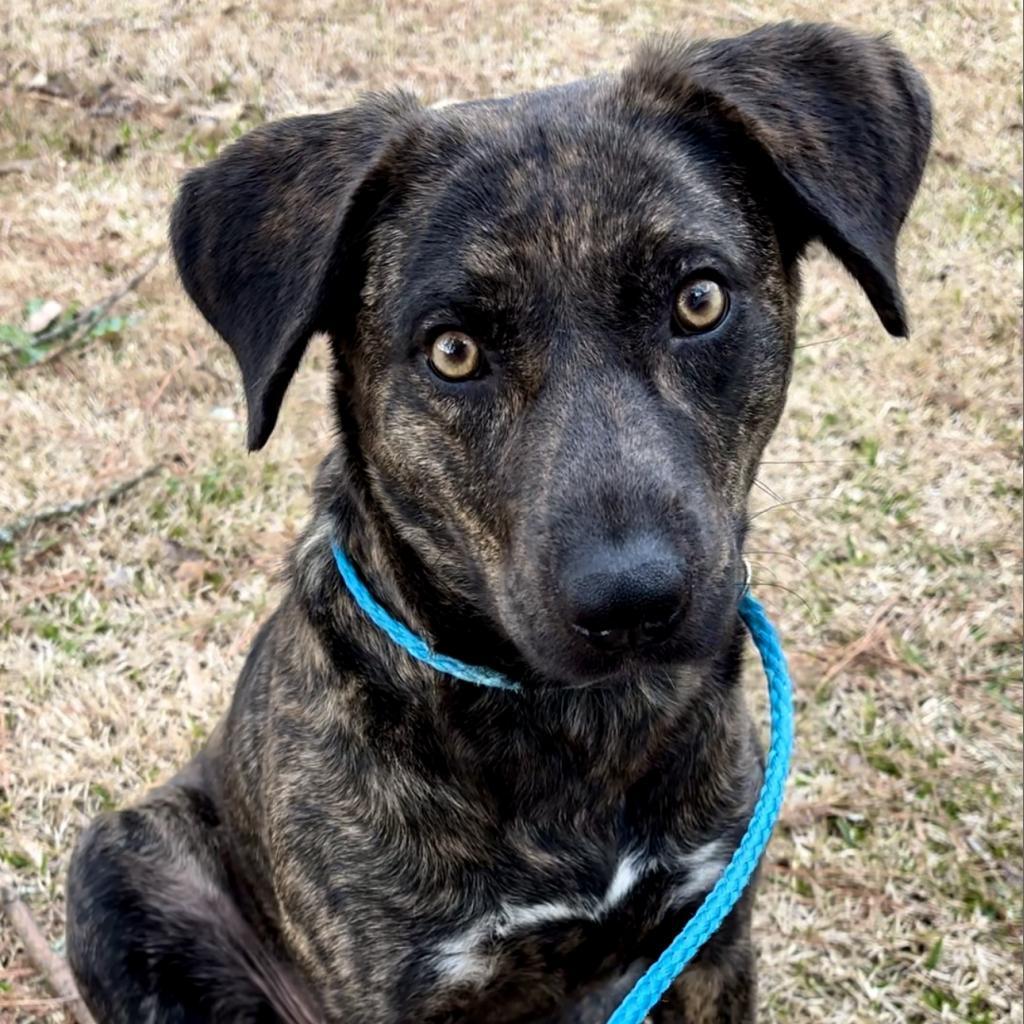 Enlarge Merrie, a Adoptable mixed breed in Fargo, ND image 6/6