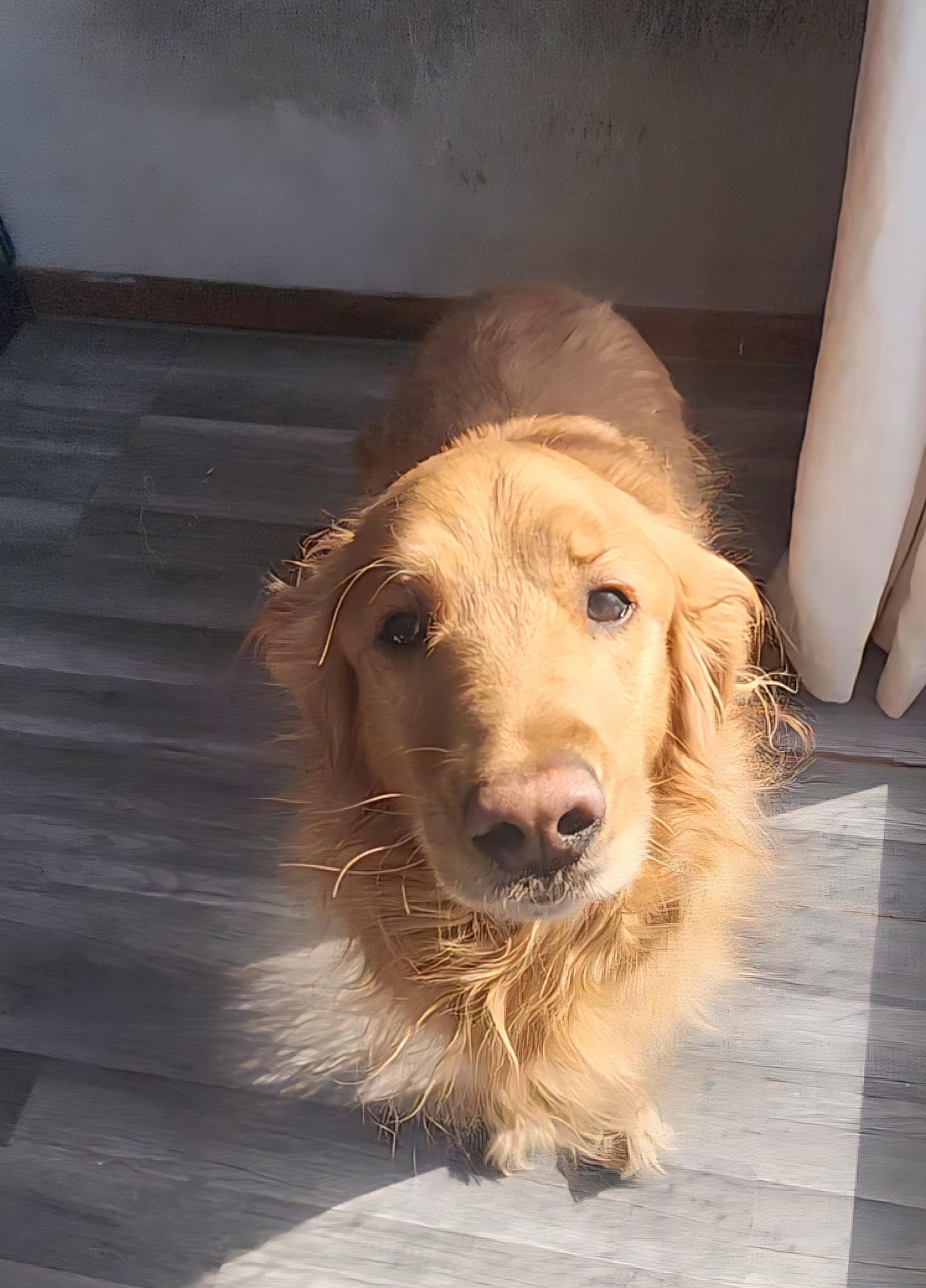 Enlarge Teddy, an adopted Golden Retriever in River Falls, WI image 1/3