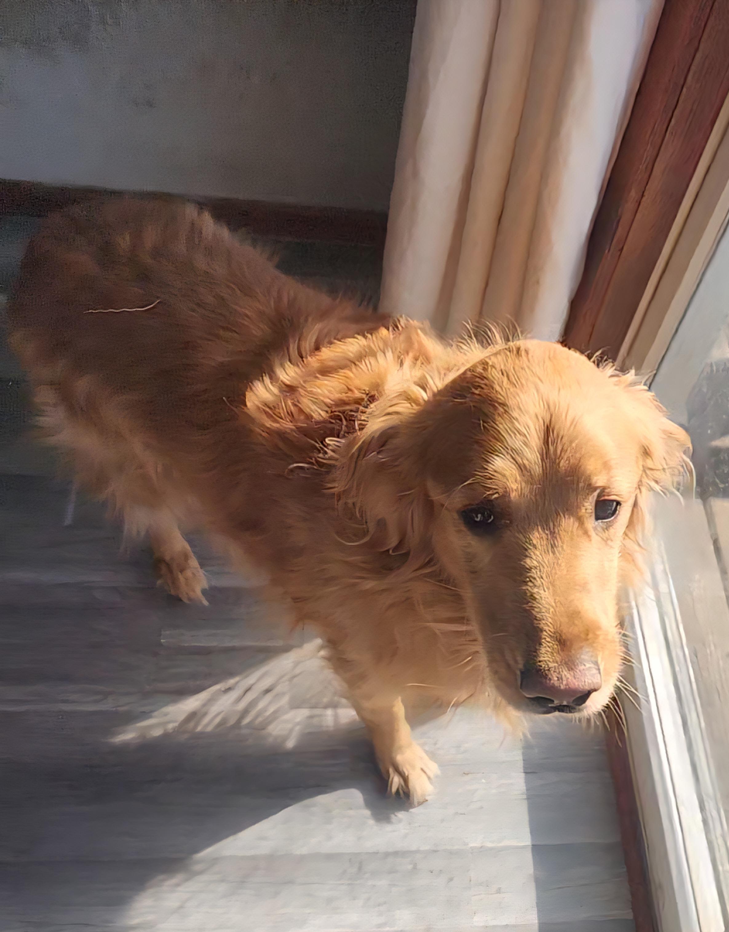 Enlarge Teddy, an adopted Golden Retriever in River Falls, WI image 3/3