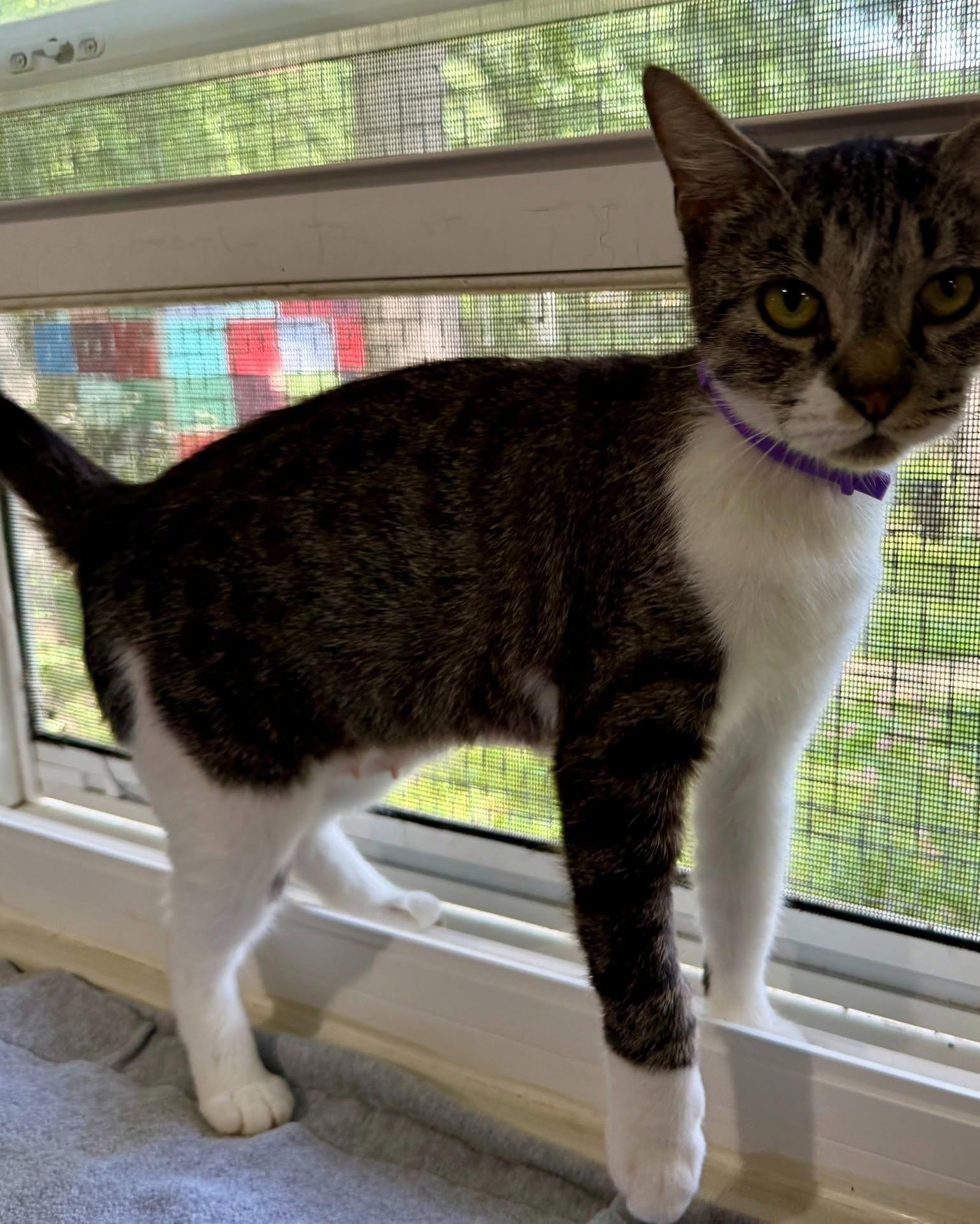 Enlarge Thea, a ADOPTABLE Domestic Short Hair in Ashland, OH image 6/6
