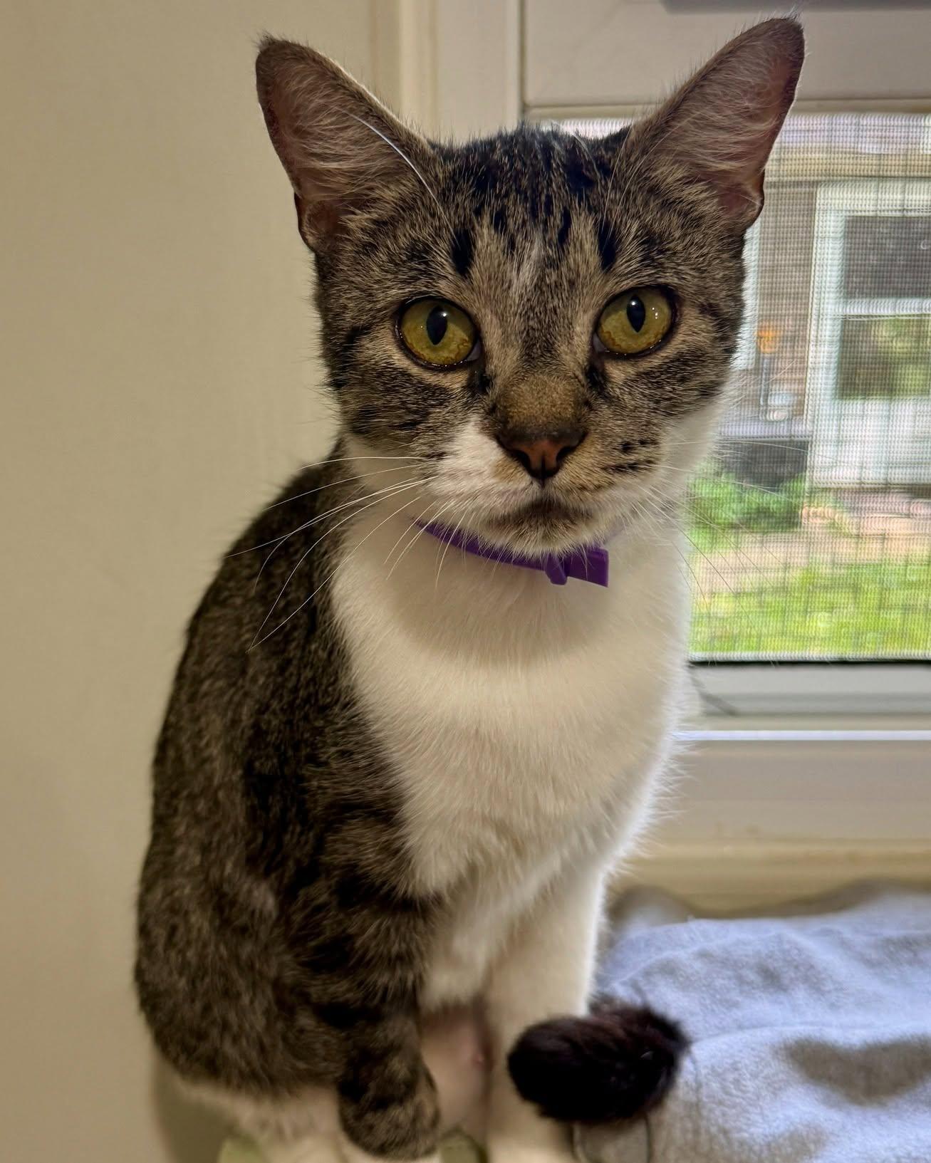Thea, ADOPTABLE, Young Female Domestic Short Hair.