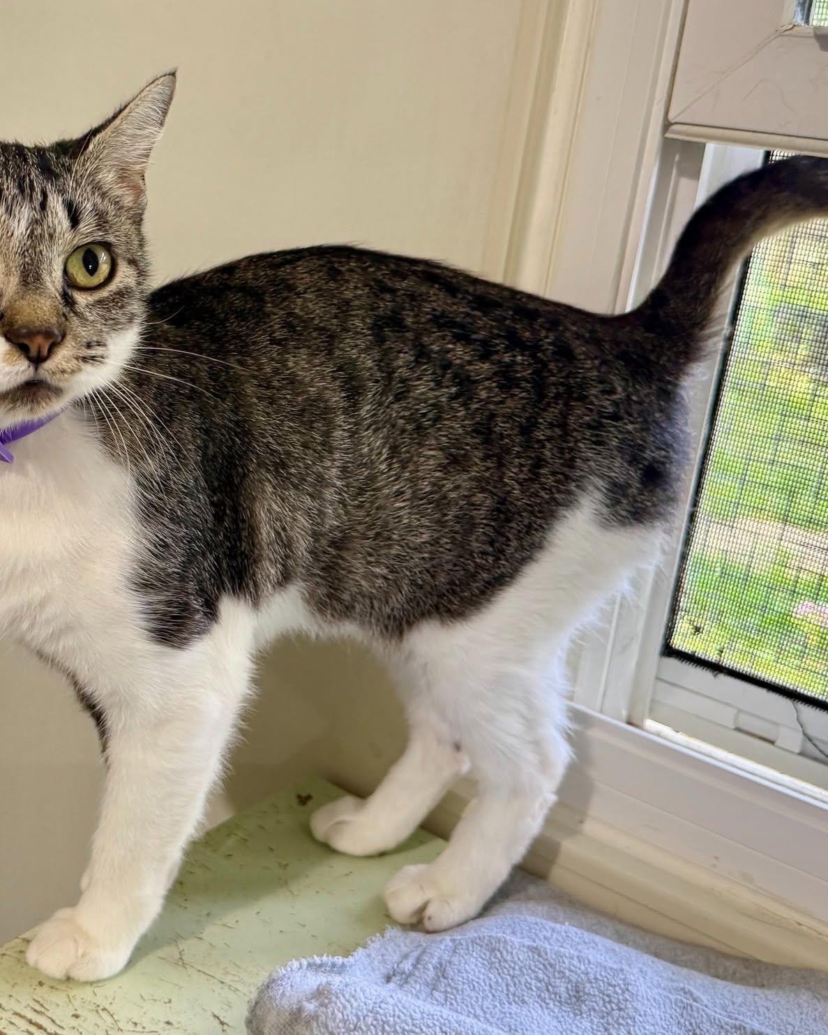 Enlarge Thea, a ADOPTABLE Domestic Short Hair in Ashland, OH image 2/6