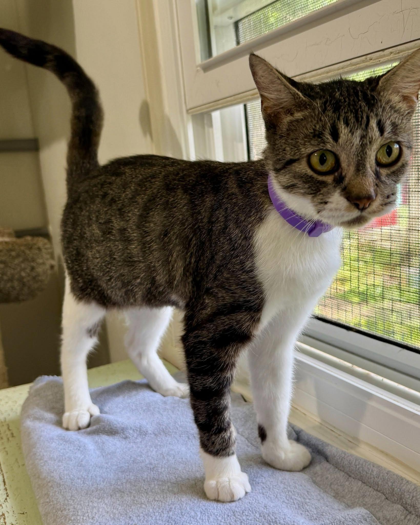 Enlarge Thea, a ADOPTABLE Domestic Short Hair in Ashland, OH image 5/6