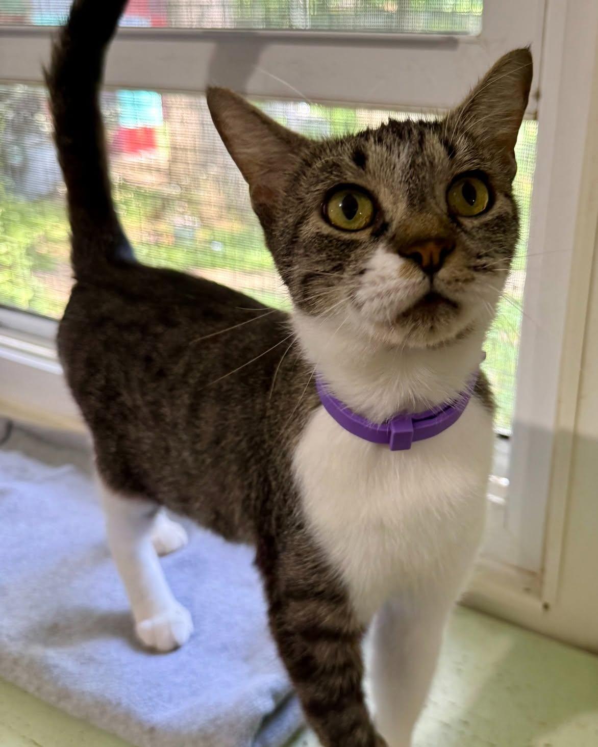 Enlarge Thea, a ADOPTABLE Domestic Short Hair in Ashland, OH image 3/6