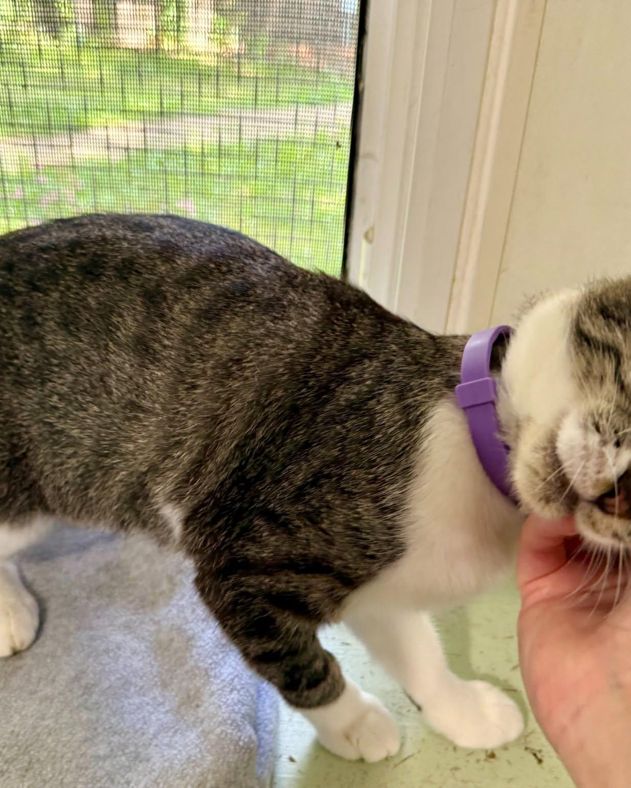 Enlarge Thea, a ADOPTABLE Domestic Short Hair in Ashland, OH image 4/6
