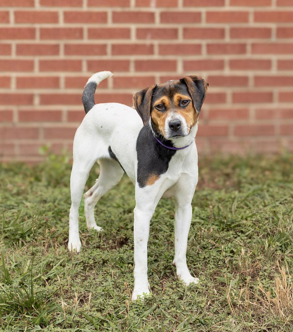 Chatty Cathy, a Adopted Mixed Breed in Durham, NC image 1/2