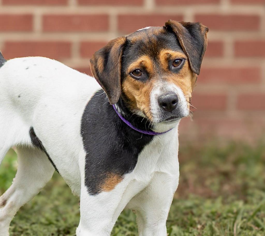 Chatty Cathy, a Adopted Mixed Breed in Durham, NC image 2/2