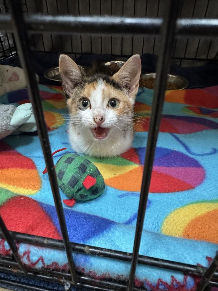 Zuma, Adoptable, Young Female Domestic Short Hair.