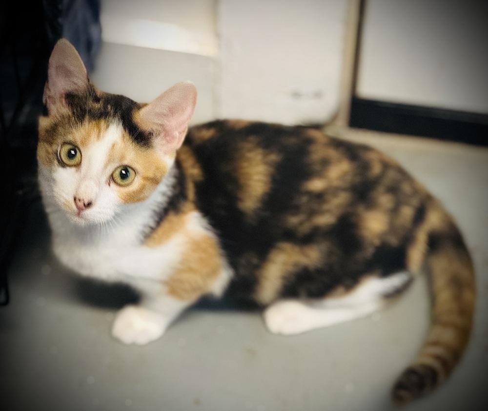 Enlarge Zuma, a Adoptable mixed breed in Jackson, GA image 2/4