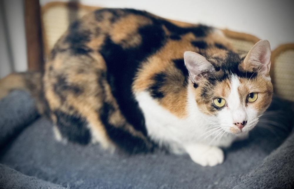 Enlarge Zuma, a Adoptable mixed breed in Jackson, GA image 3/5