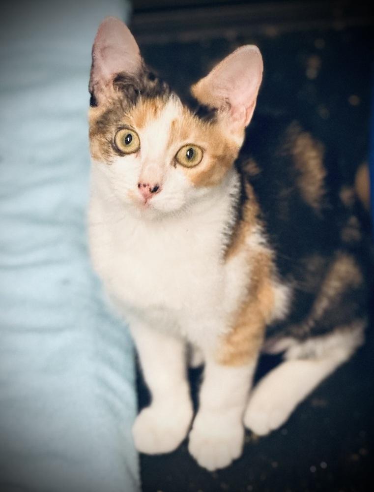 Enlarge Zuma, a Adoptable mixed breed in Jackson, GA image 3/4