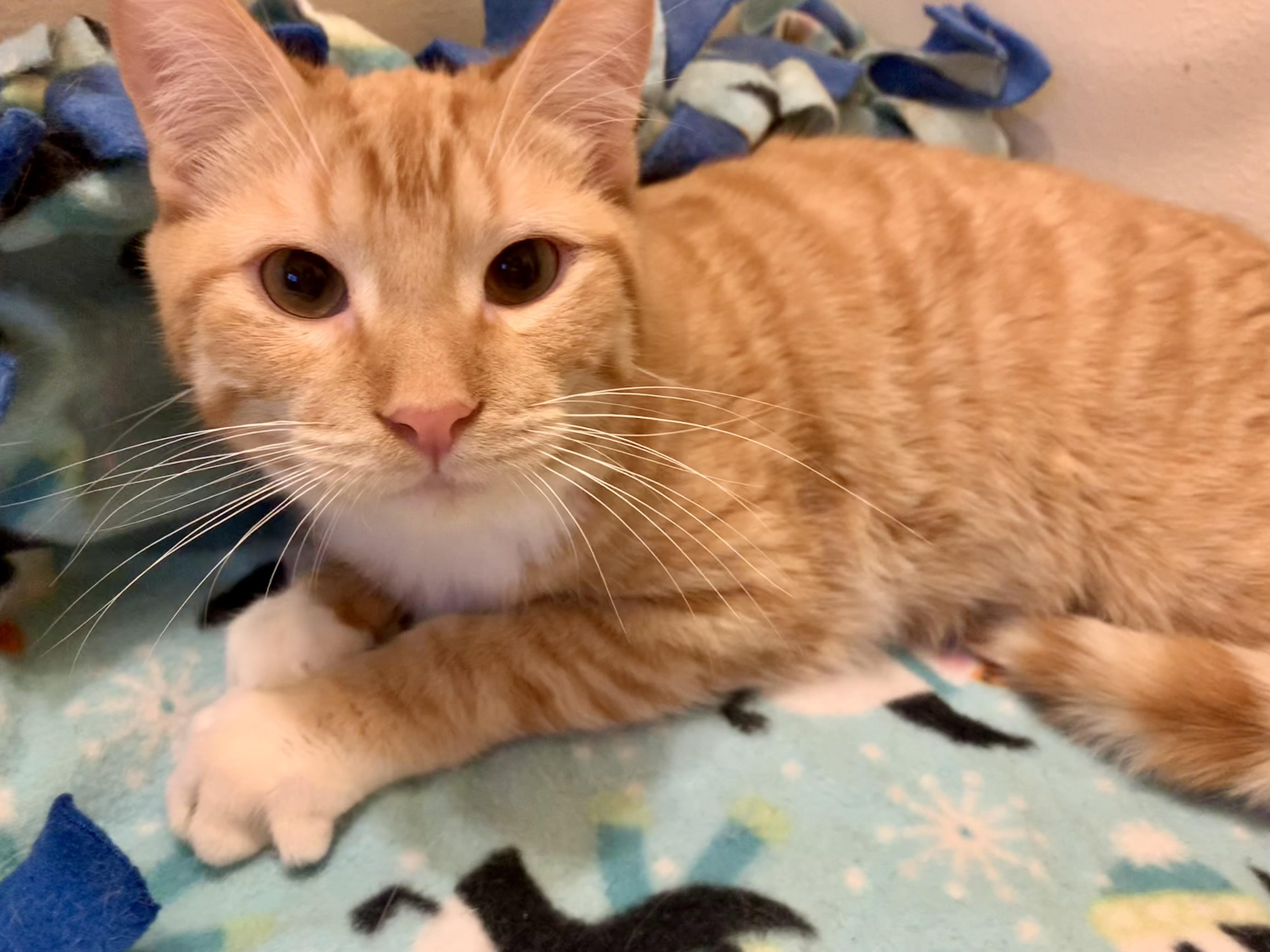 Enlarge Declan, an adopted mixed breed in San Jose, CA image 2/2