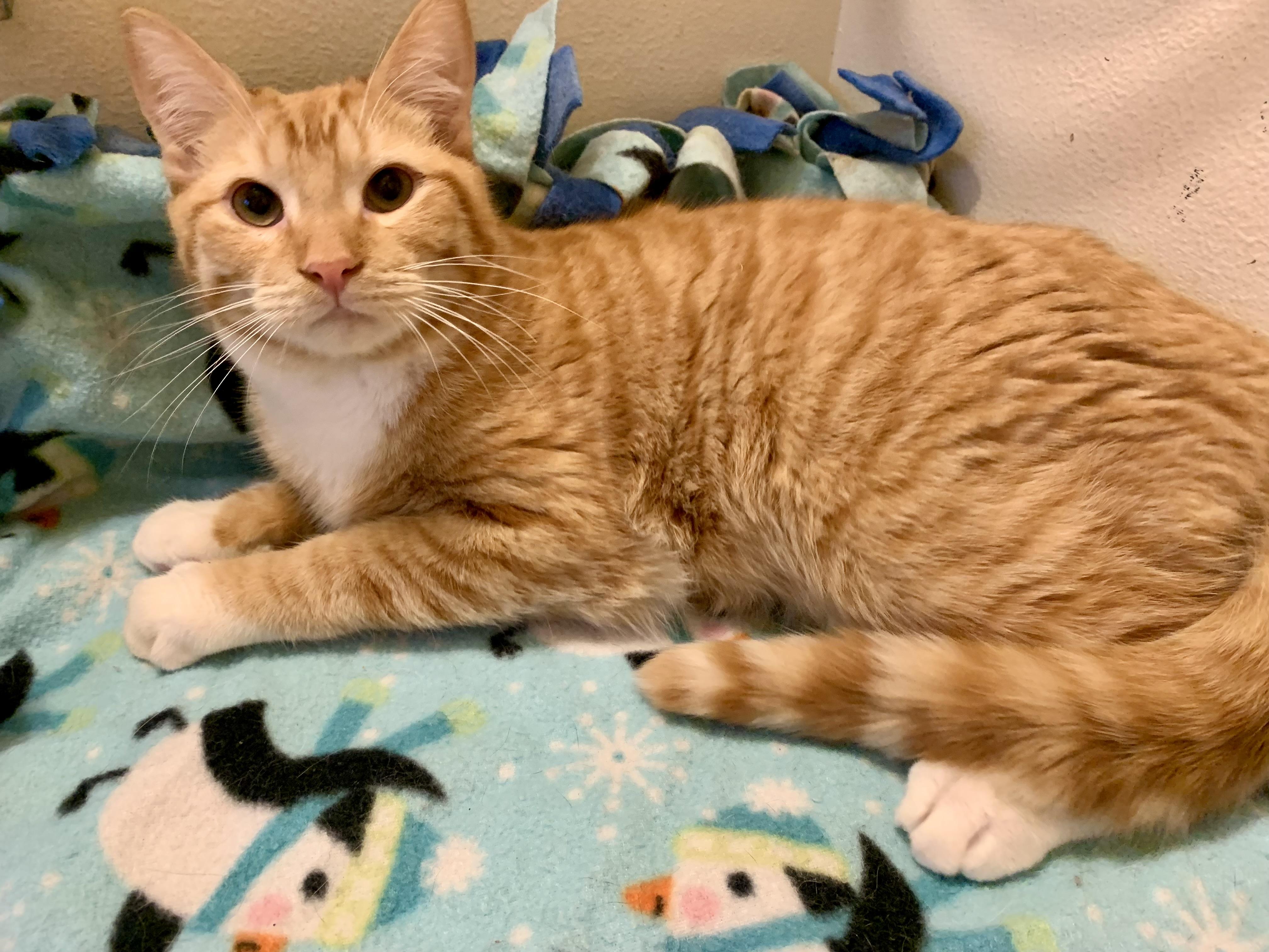 Declan, adopted, Young Male Domestic Short Hair.