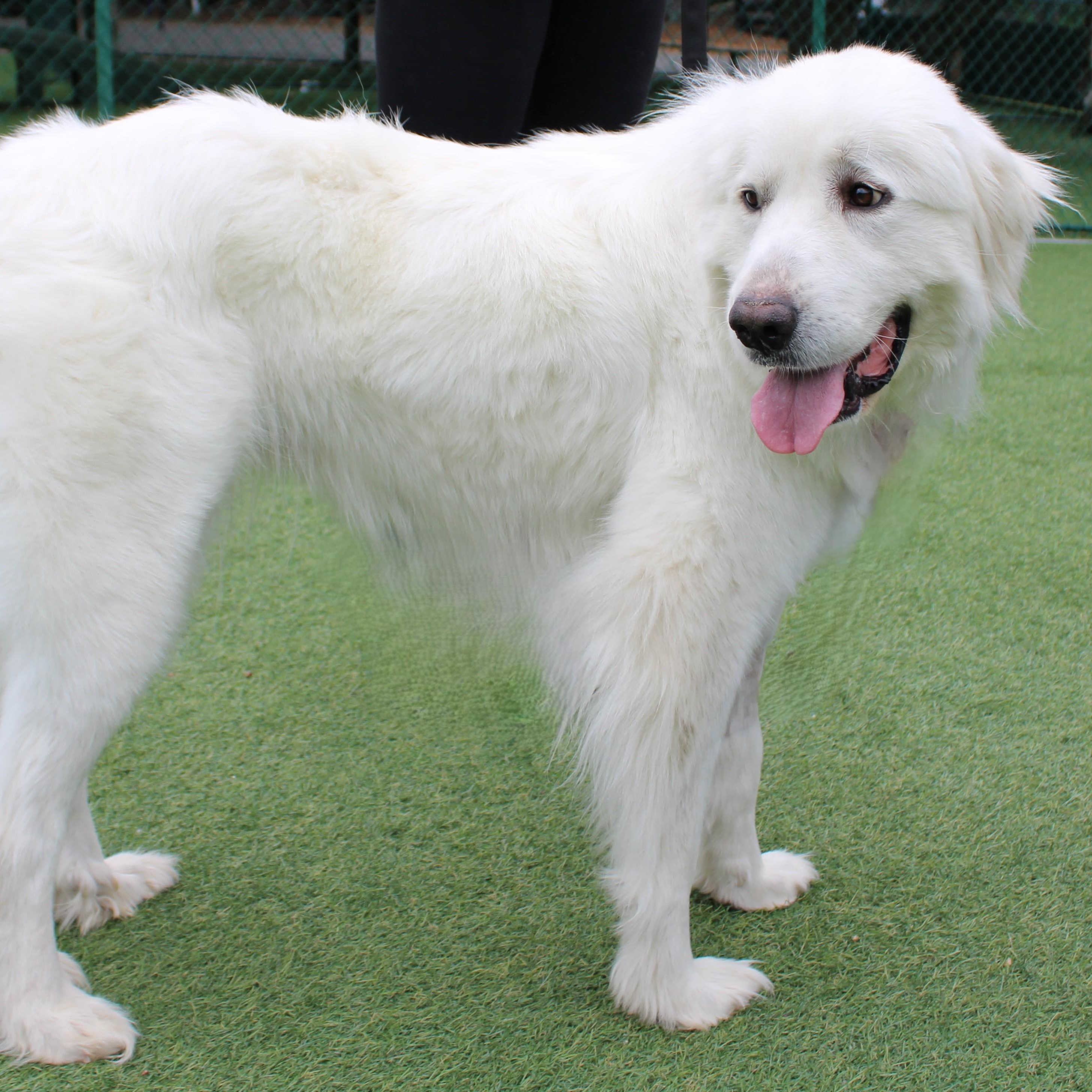Enlarge Zena, an adopted Great Pyrenees in Atlanta, GA image 2/2