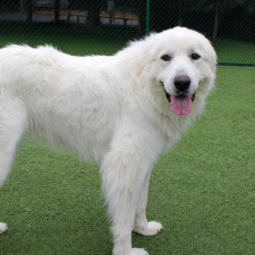 Enlarge Zena, an adopted Great Pyrenees in Atlanta, GA image 1/2