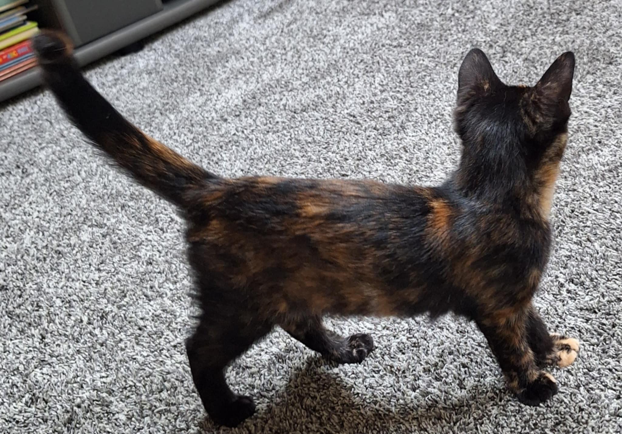 Cats for Adoption Dearborn: Find Your Perfect Feline Friend Today